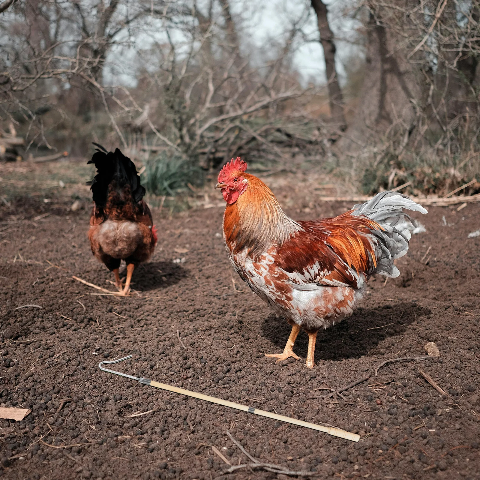 

Heavy Duty Chicken Catcher Hook Reliable Poultry Handling Equipment for Farms Chicken Catching Tool Pole Versatile Animal