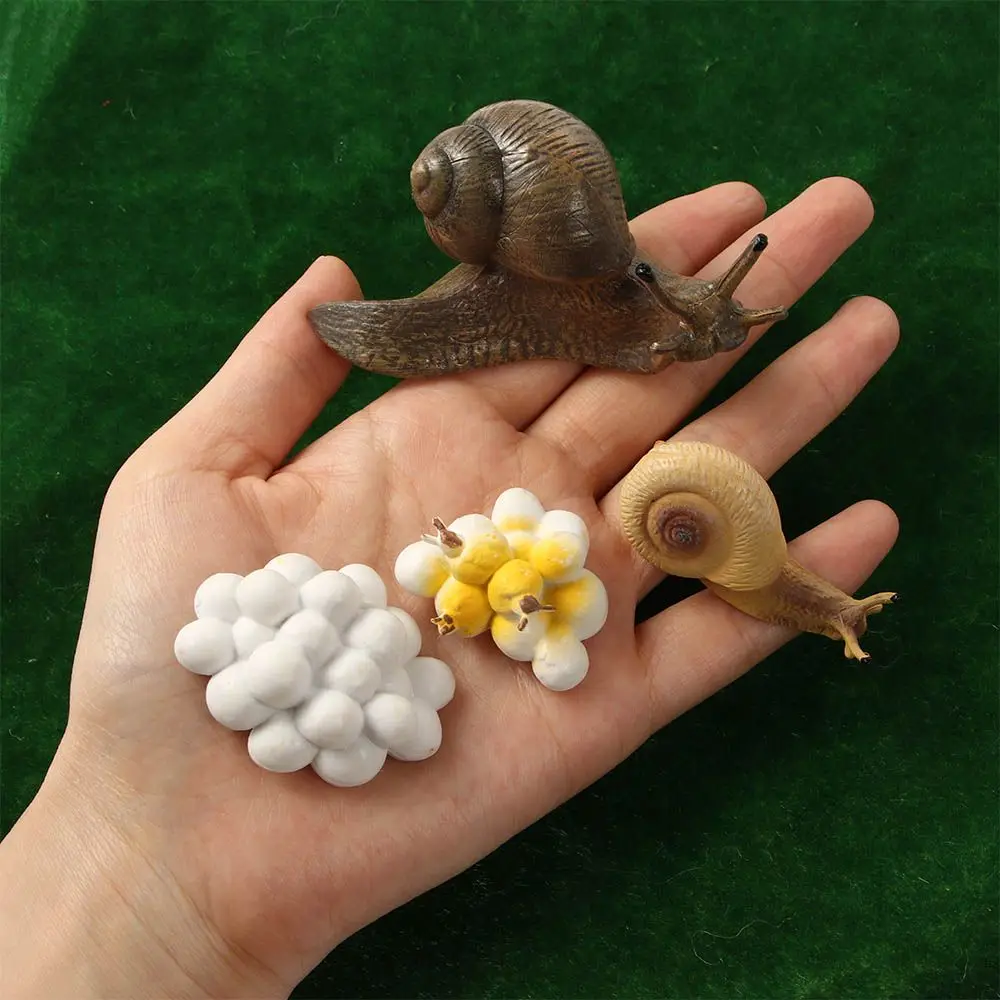 Juguetes para niños, biología educativa temprana, figuras de ciclo de vida realista, ciclo de crecimiento de caracol, Mantis de oración, juguete de ciclo, estatuilla de Mantis