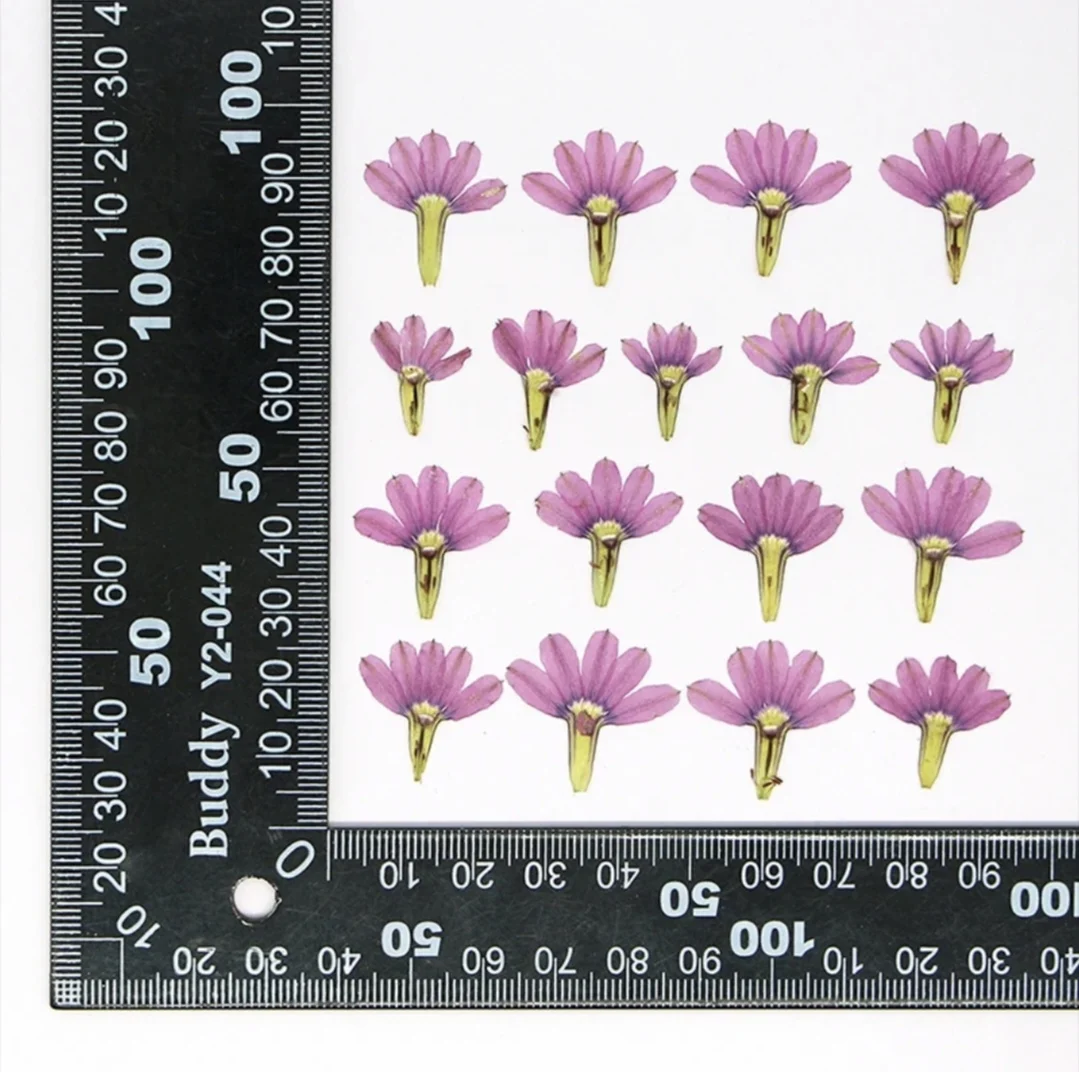 120pcs Pressed Dried Goodeniaceae Fan Flower Herbarium Resin Epoxy Jewelry Card Bookmark Frame Phone Case Makeup Lamp