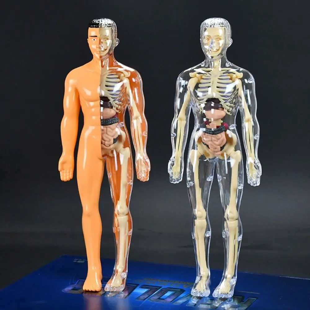 Dos tipos de modelo de anatomía del cuerpo humano 3D, juguete de esqueleto DIY de plástico para niños, ayuda para el aprendizaje temprano de ciencia, juguetes educativos nuevos