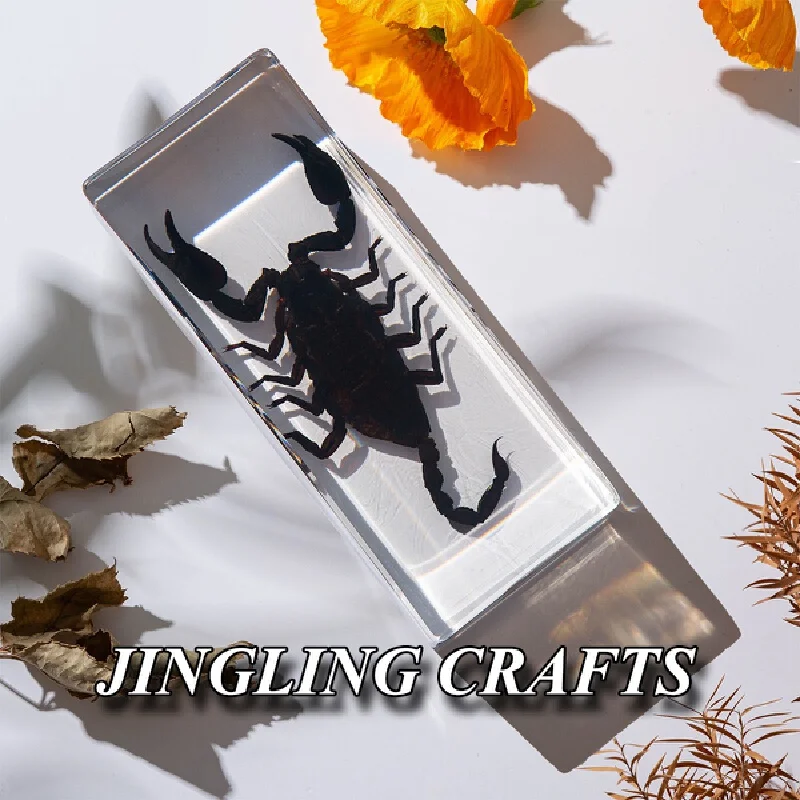 Halloween Decoration Real Insect Specimen Acrylic Resin Embedded Whip Scorpion Transparent Ornament Creative Holiday  For Home