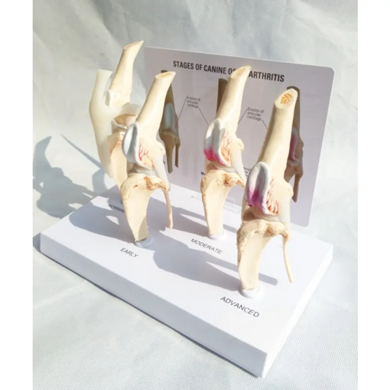 Modèle d'Anatomie Canine Artrose, Modules d'Anatomie, 4 Étapes