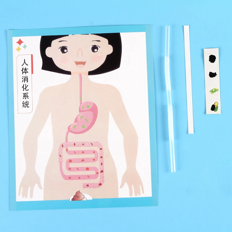 Human Digestive System Model, Human Body Parts Teaching Aid, Handicraft Puzzle