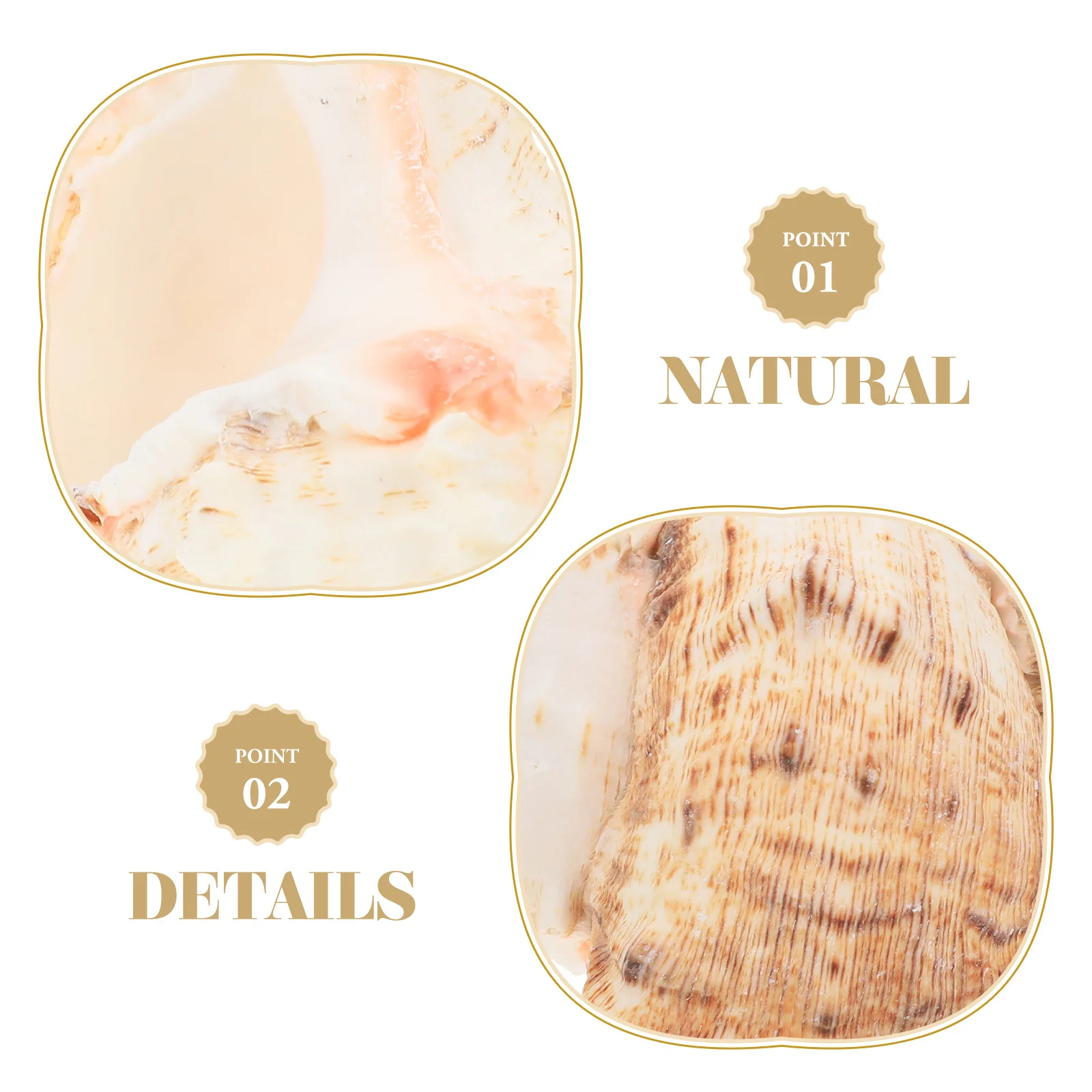 

5Pcs Natural Conch Decoration Compact Design Wedding Party Tabletop Home Desktop Decor Conch Shell Decoration Housewarming Gift