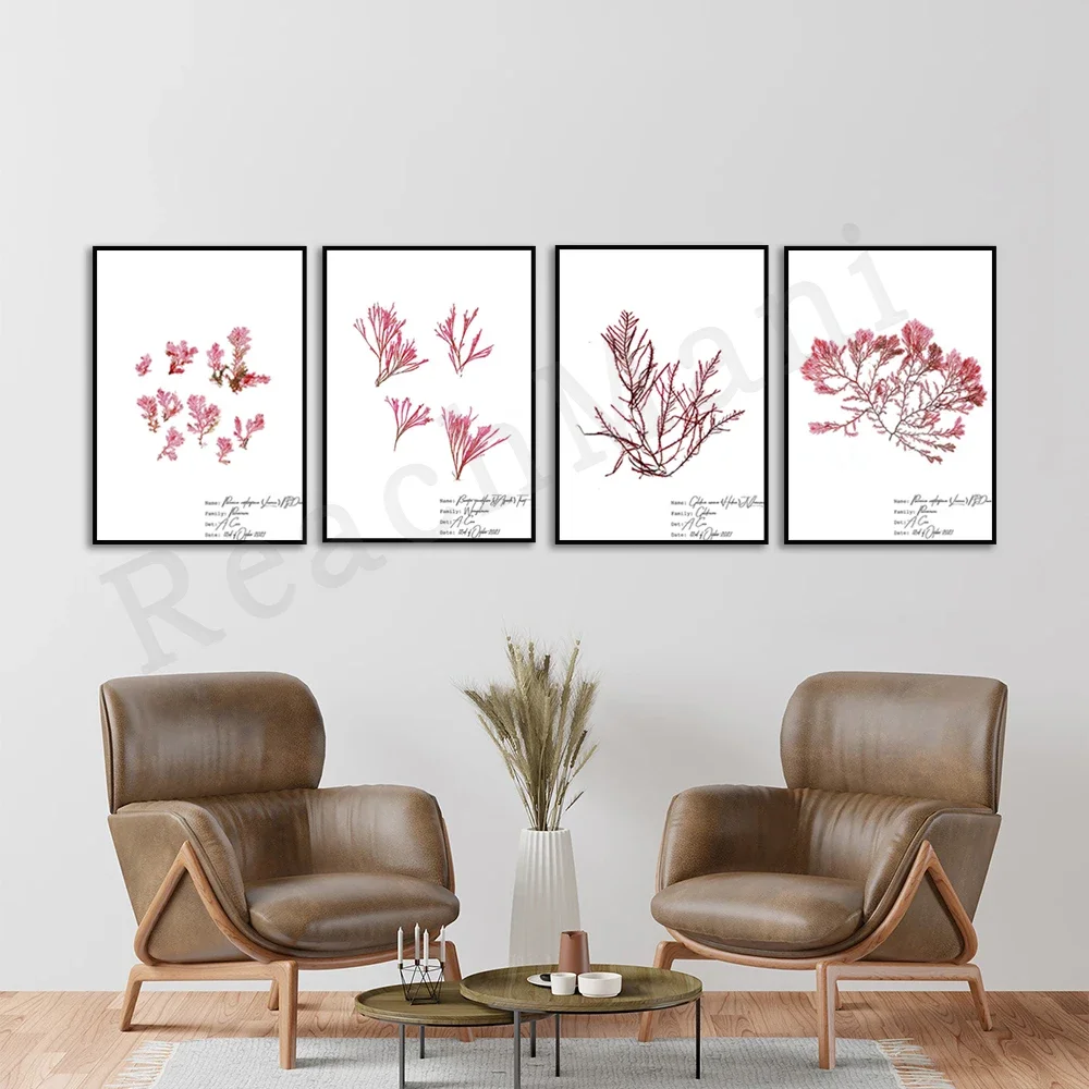 Red seaweed illustration, red algae poster, botanical print, algae wall art, marine inspired poster, vintage style print,