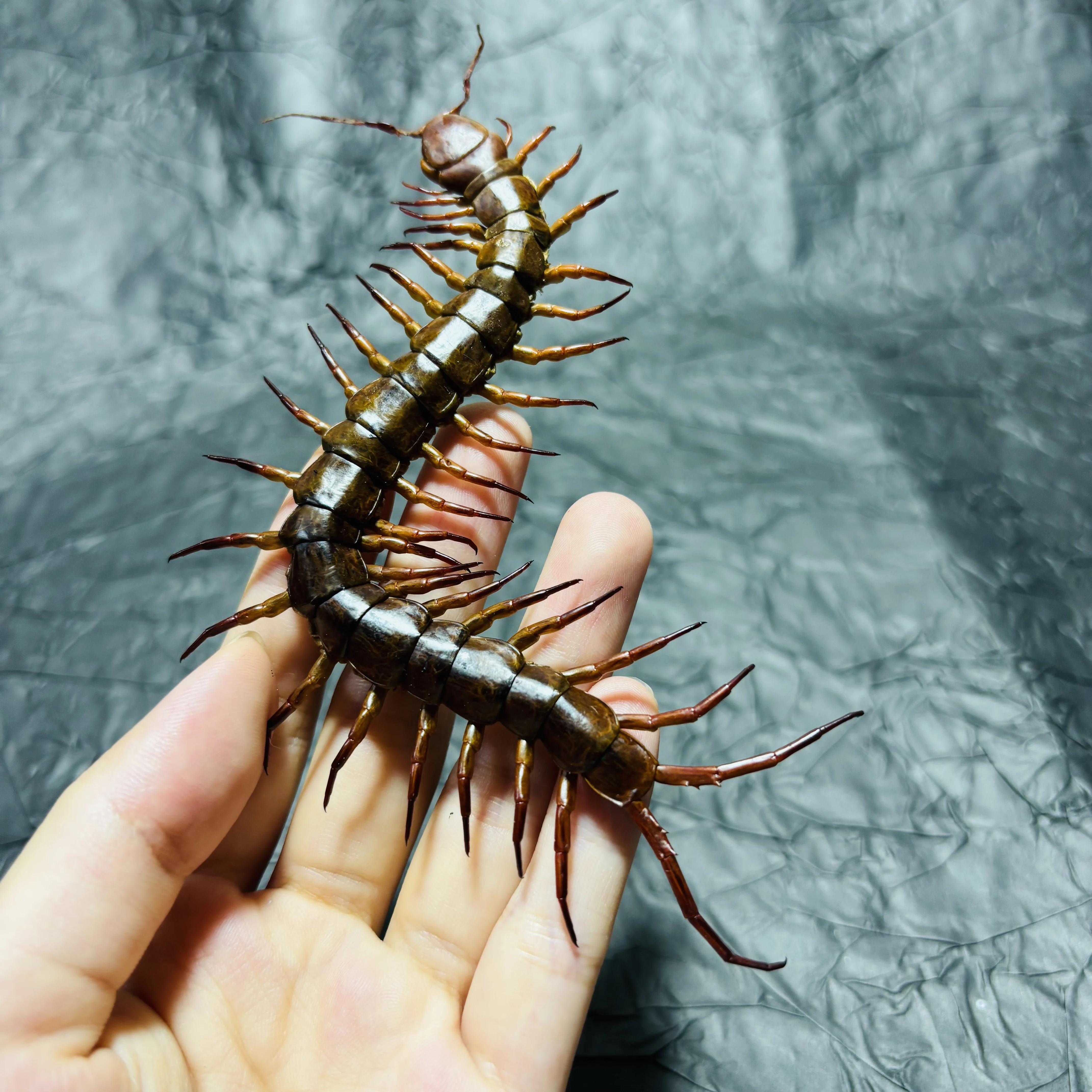 2109 Wholesale Centipede Craft Model Collection Realistic Creature Themed Desktop Ornament Handmade Dark Style Decor for Gift
