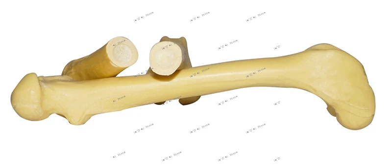 

Dog Femur Animal Orthopedic Surgery Demonstration Practice Artificial Bone Practice Bone Dog Pet Veterinary