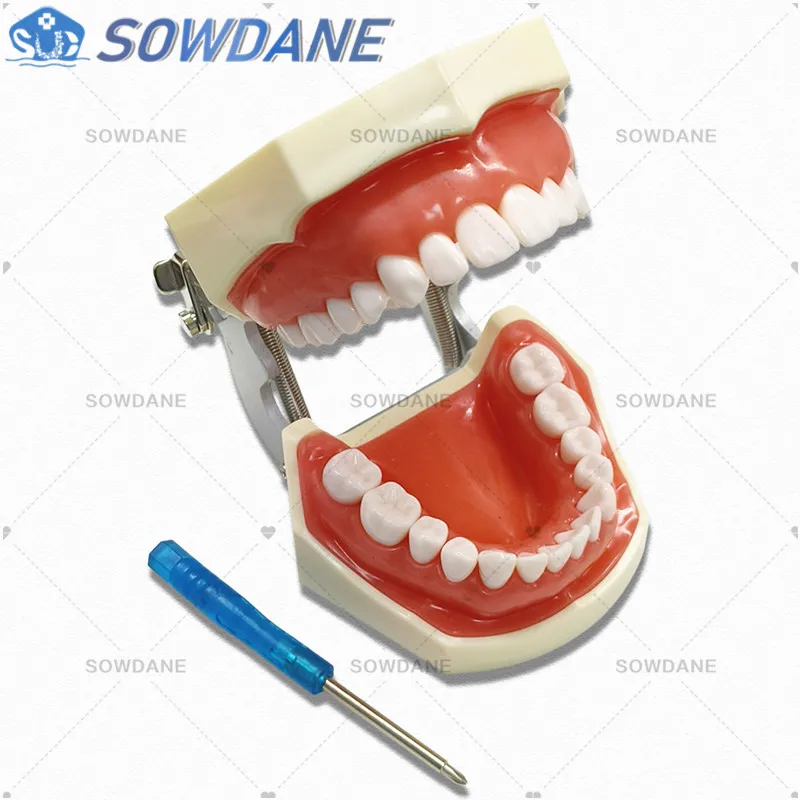 Dental Study Teaching Model Dental Impant Standard Model Removable Teeth ADULT Child TYPODONT Model  Dentist Communication Model