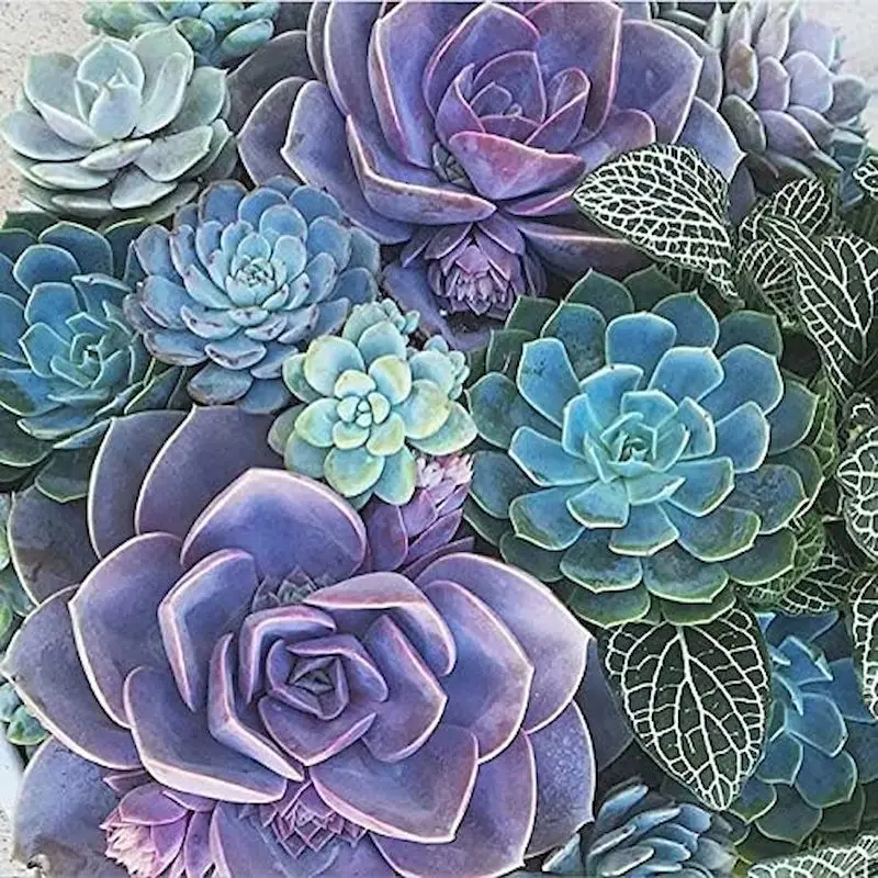 

GATYZTORY Oil Painting By Number Succulent Plants Drawing On Canvas HandPainted Art Gift DIY Coloring By Number Kits Home Decor