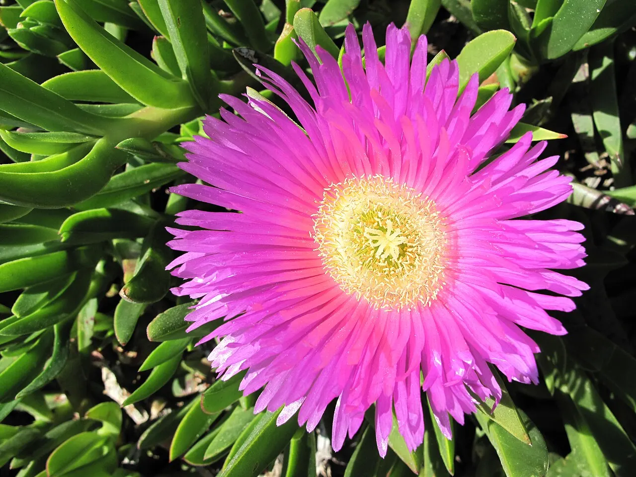 244 Uds. Semillas de Flor de Higo Flor Rosa, Suculenta Tapizante de Grandes Flores para Jardín de Roca, Talud y Maceta