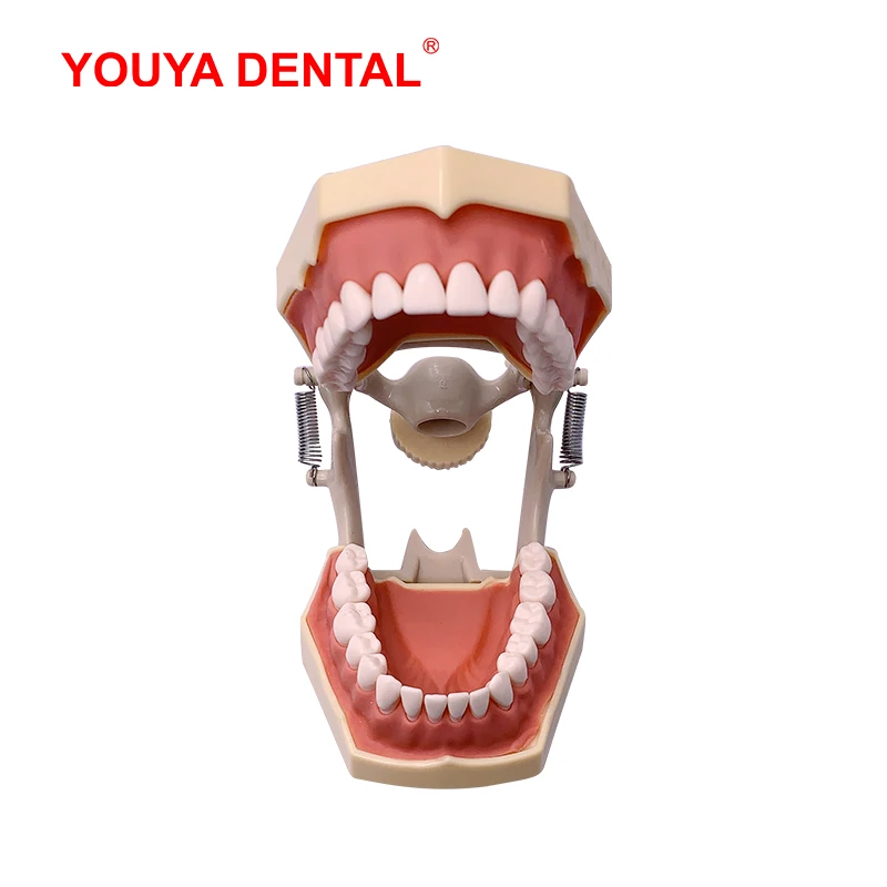 Dental Model Teeth Teaching Model Teeth Model Training Typodont Dentistry Students Practice Studying Jaw Models  Fit For Frasaco