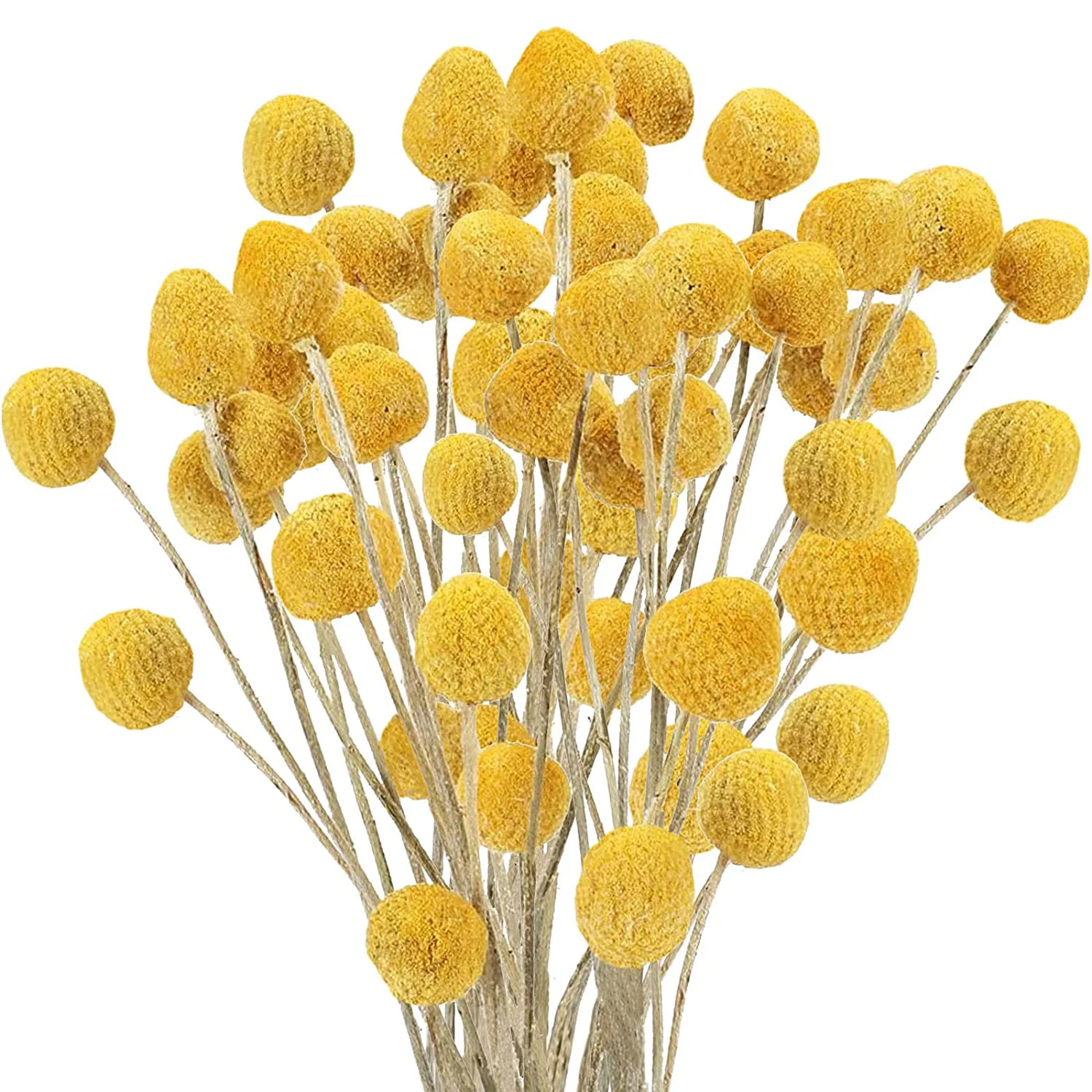 

40Pcs Natural Dried Flowers Craspedia Billy Balls Flowers Billy Buttons Floral Bouquet for Wedding Arrangements Home Vase Decor