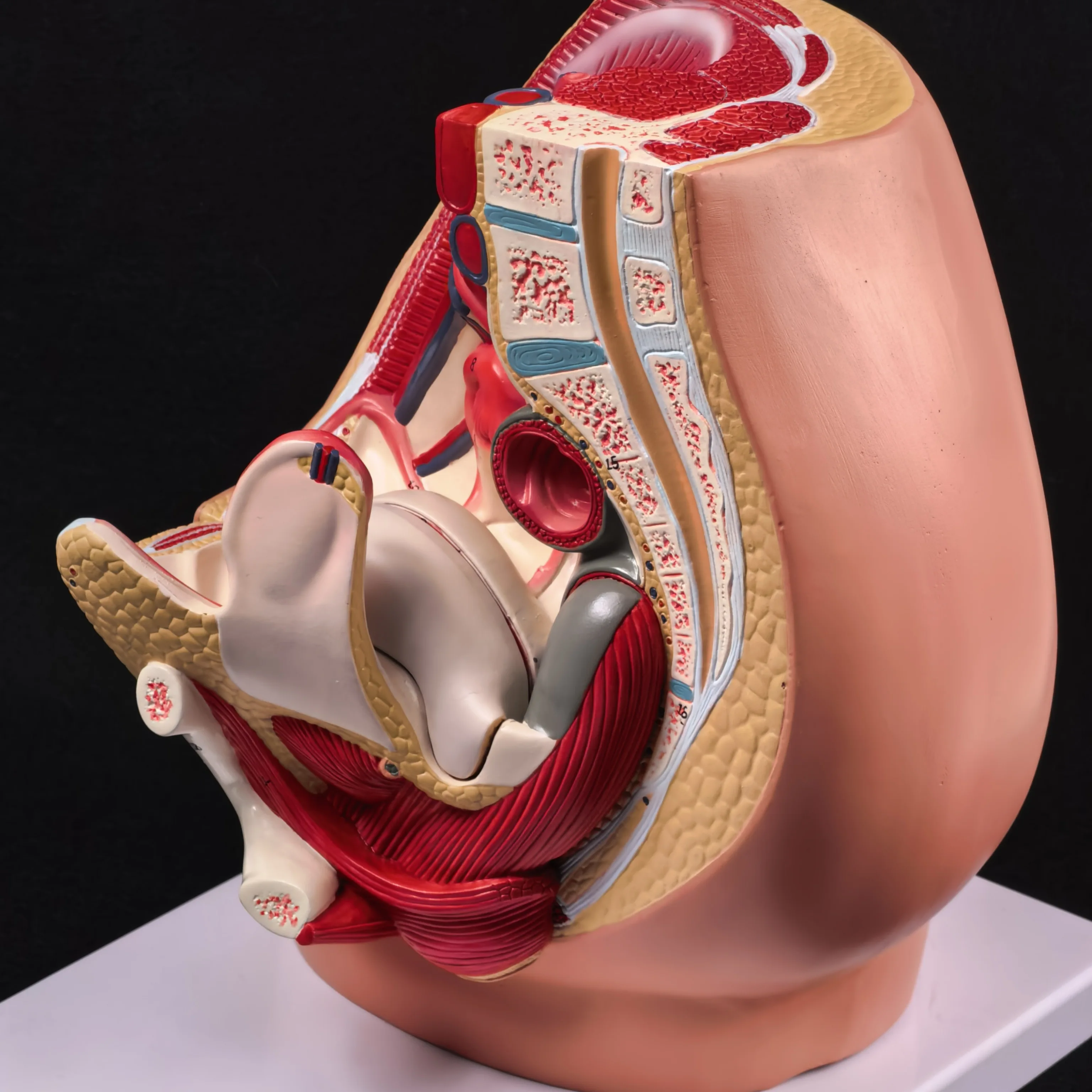 PVC Human Female Pelvic Section Anatomical Medical Model Pelvis Anatomy Genitourinary Uterine Gynecological high QC