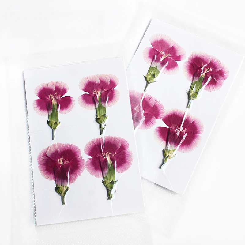 Natur geprägte Polystyrol Nelke, neue primäre getrocknete Blume DIY Epoxy Handytasche Blumen Lesezeichen Hochzeitsdekoration, 4 Stück – Detail 15