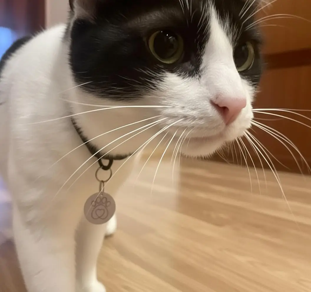 RFID Microchip Cat Flap Collar Tag Disc Key Replacement Compatible with 305 306 310 Selective Pet Door, Customized