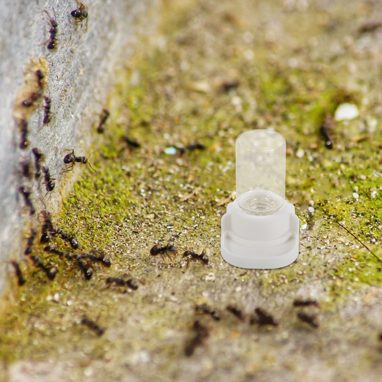 

2Pcs Ant Feeding Cup 3Ml Clear Compact Waterer for Ants Bees Reusable Plastic Hydration Tool Ideal for Garden Formicarium Insect