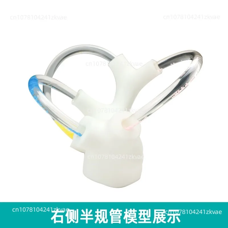 Suitable for Semicircular Canal Otolith Model Dynamic Skeleton Cochlea Inner Ear Structure Brain Nerve Vestibular Rehabilitation