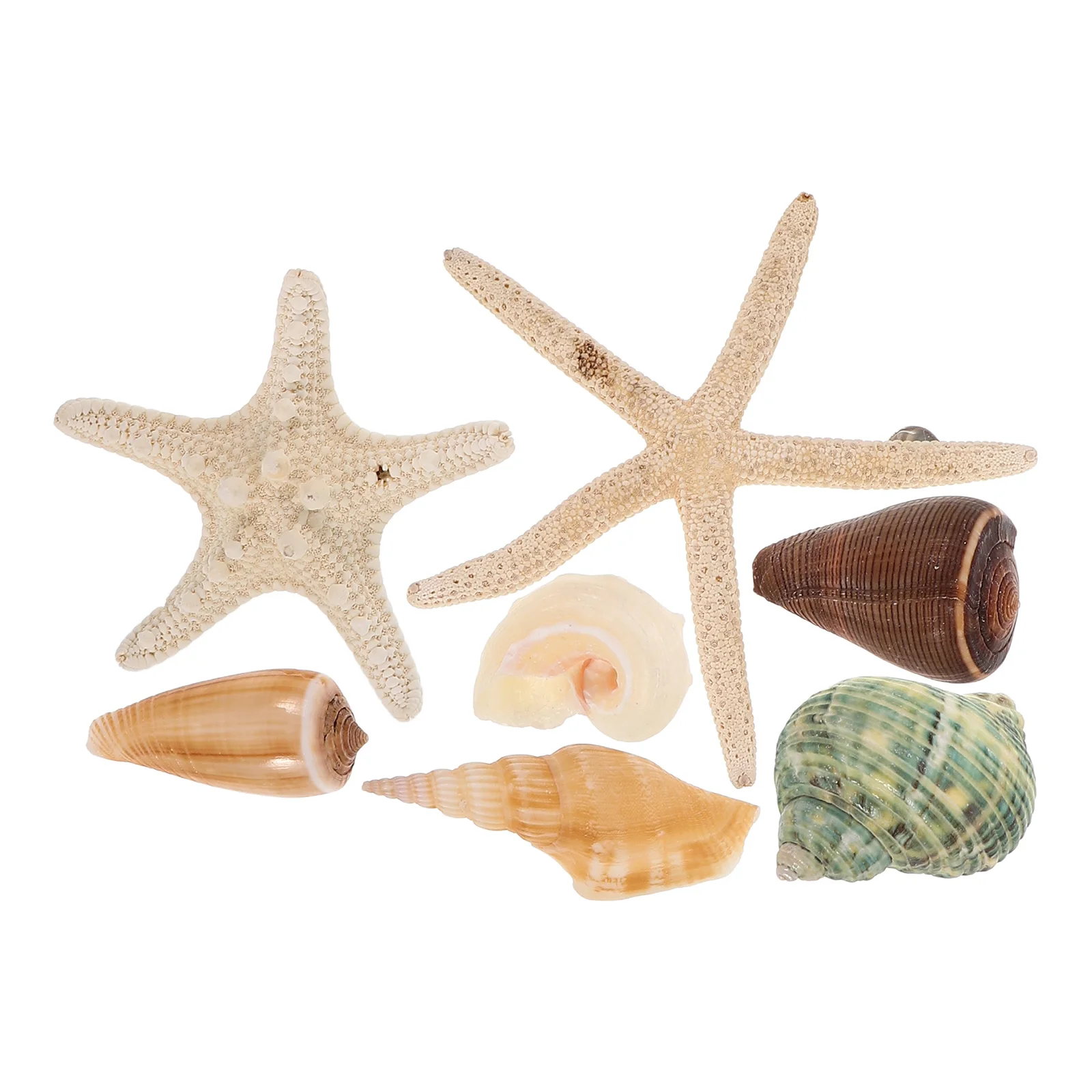 

7 PCS Shell Magnets Beach Themed Refrigerator Patch Car Conch Fridge Decal Decorative Ocean