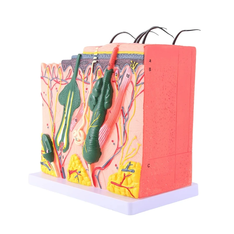 1 Piece Skin Model Skin Hair Structure Enlarged Model Anatomy Model As Shown PVC For Classroom Learning Display Teaching