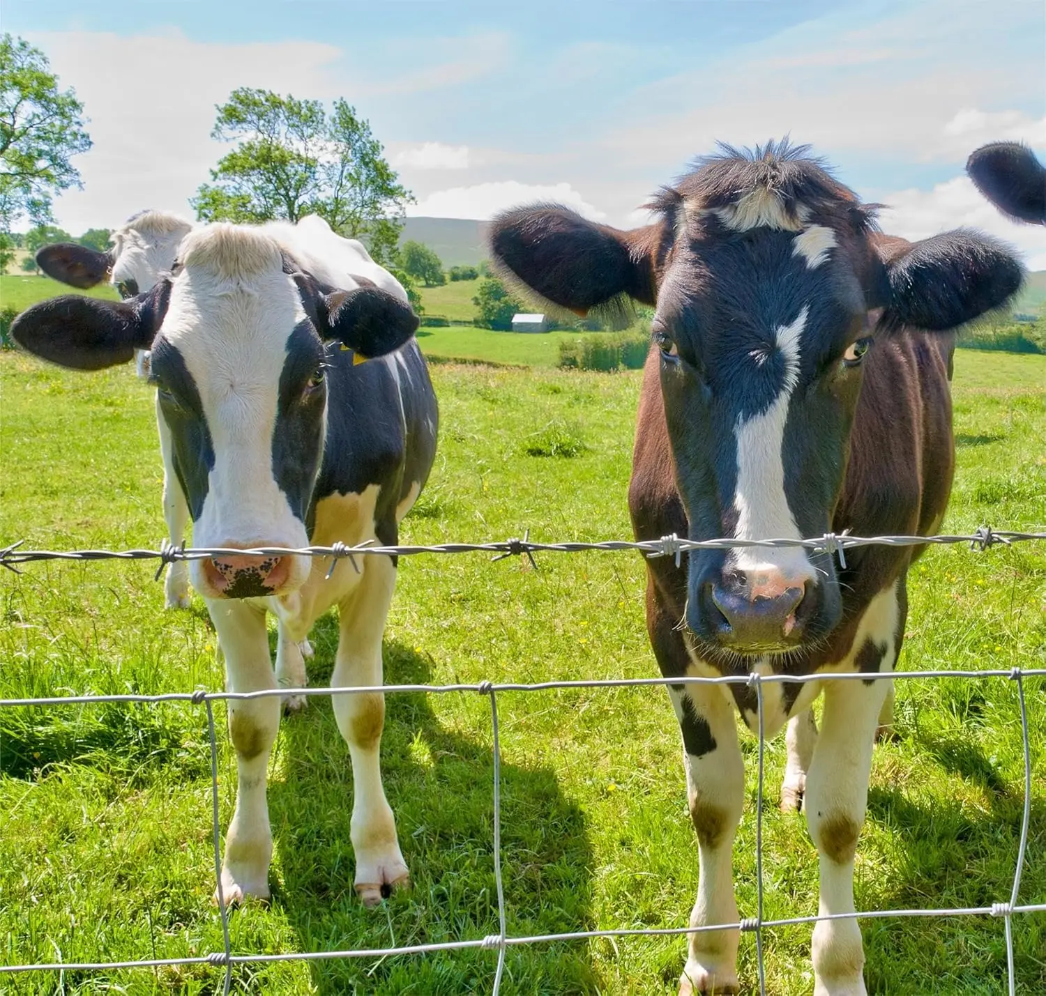 4ft x 164ft الثقيلة طلاء الزنك سياج المزرعة للماشية الأغنام الماعز حماية الماشية سياج الأسلاك المجلفنة