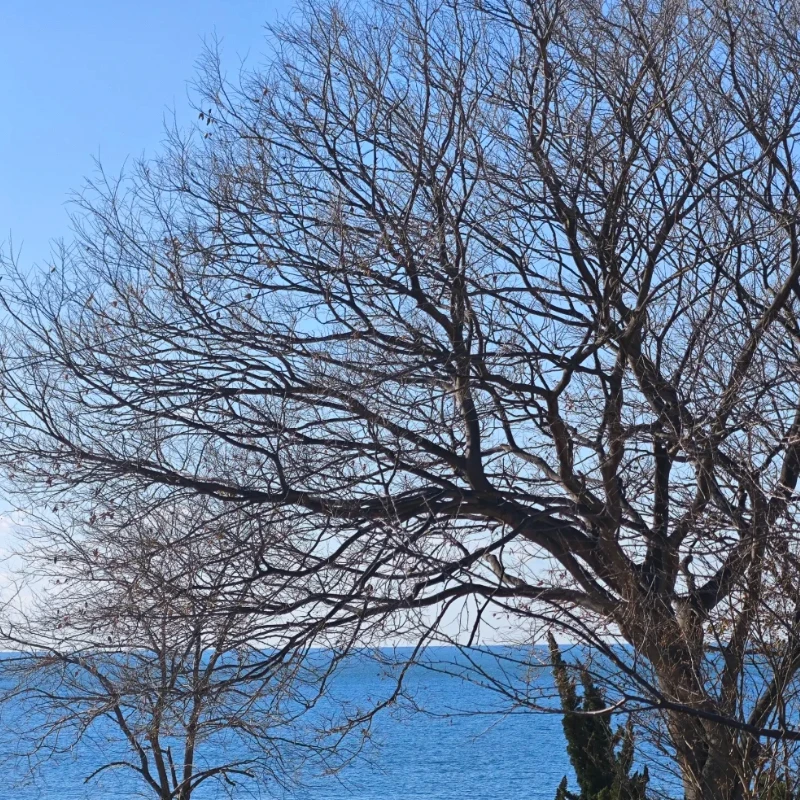 

JX PDI-6115MG 15 кг 6 В 0,126 сек высокоскоростной стандартный цифровой серводвигатель без сердечника робот БПЛА хобби образовательные детали для 1/10 радиоуправляемого автомобиля