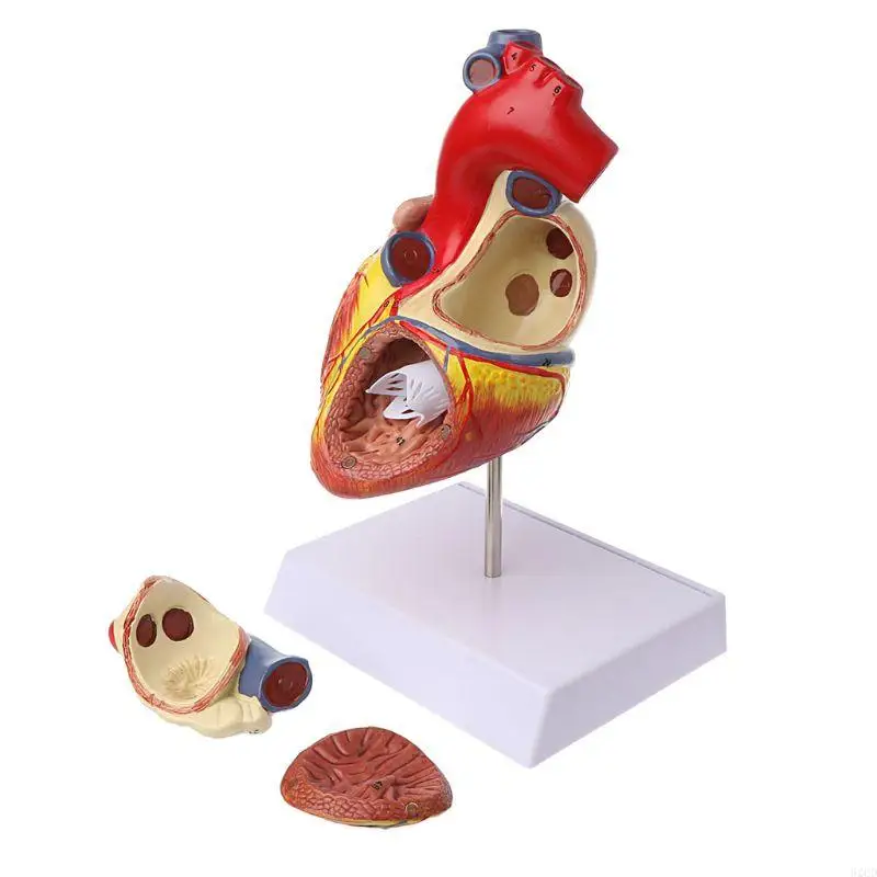 

Disassembled Anatomical Human Heart Model Anatomy Medical Viscera Organs Medical Drop Shipping
