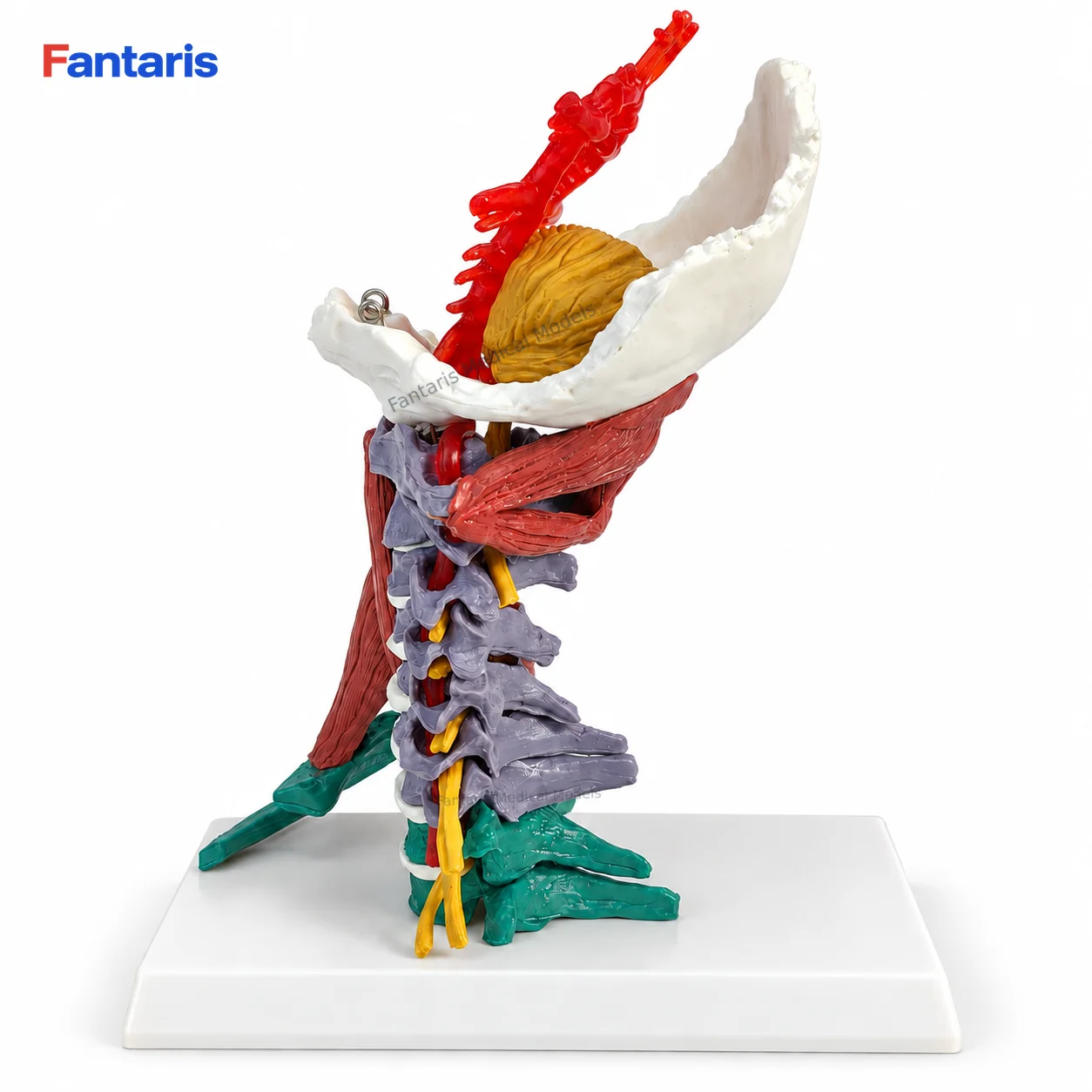 Fantaris Colorful Advanced Cervical Spine Anatomy Model with Muscles Brain Stem Nerves PVC Teaching Aid with Guide Card