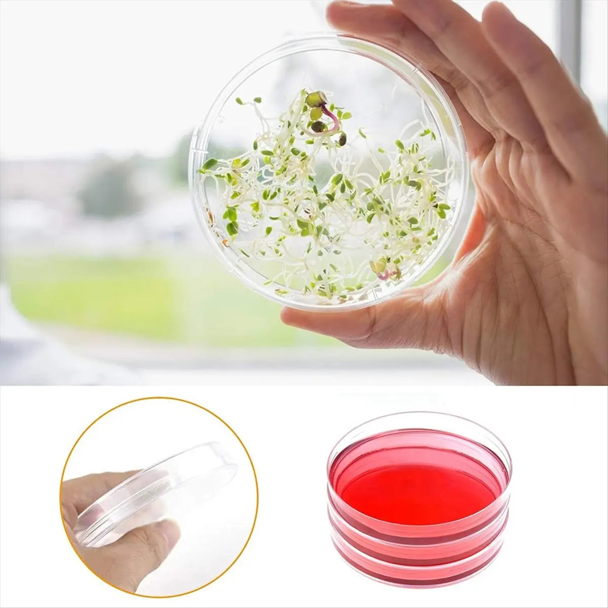 Budget-Friendly-30 Pack Plastic Petri Dish with Lids,90 X 15mm Bioresearch Sterile Petri Dish,Culture Dishes for School Science