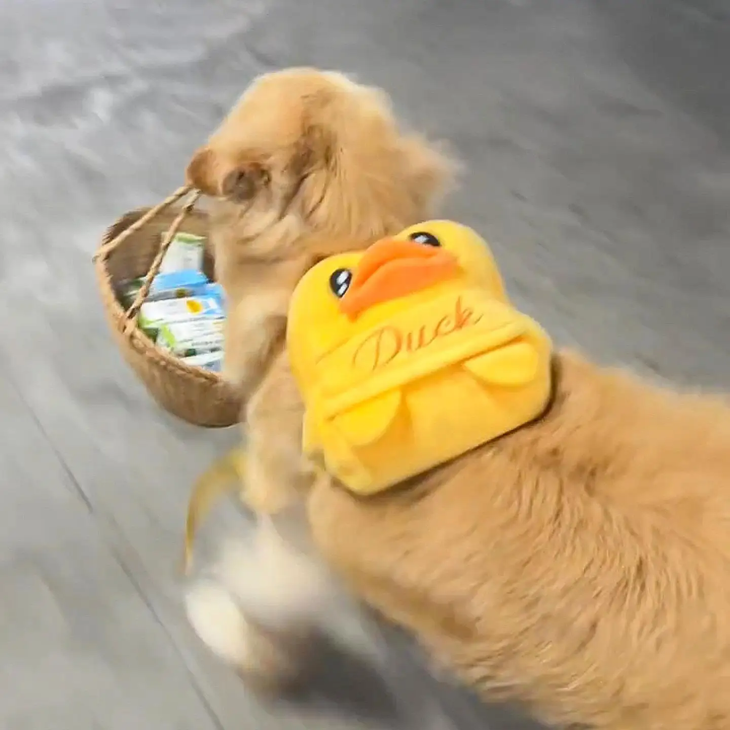 

Large Dog Backpack Self-Carrying Outdoor Double Shoulder Bag for Golden Retriever Labrador Dogs Pet Supplies And Accessories