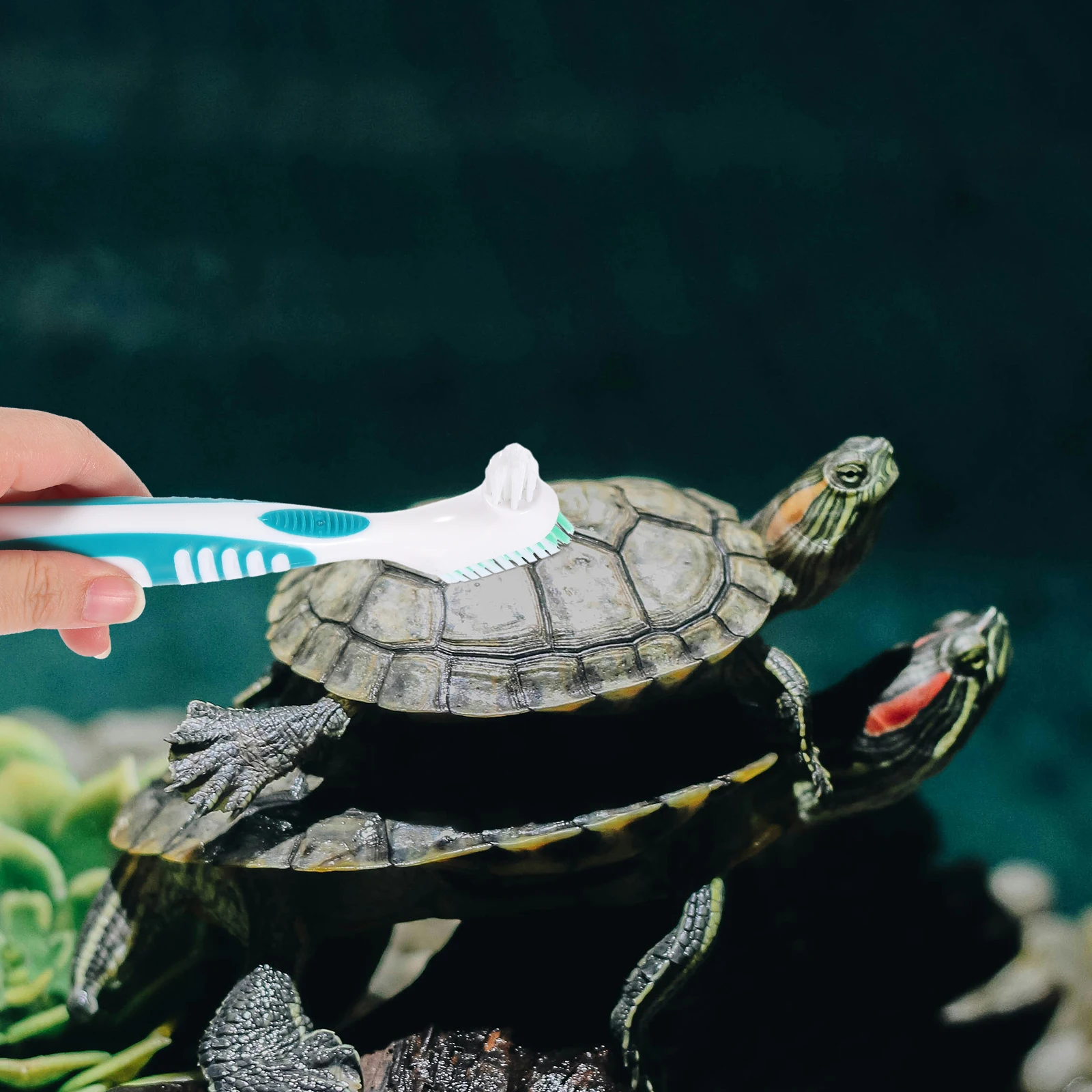 

2Pcs Turtle Cleaning Brush Double-Sided Small Lightweight Portable Turtle Shell Cleaning Tool Multi-Functional
