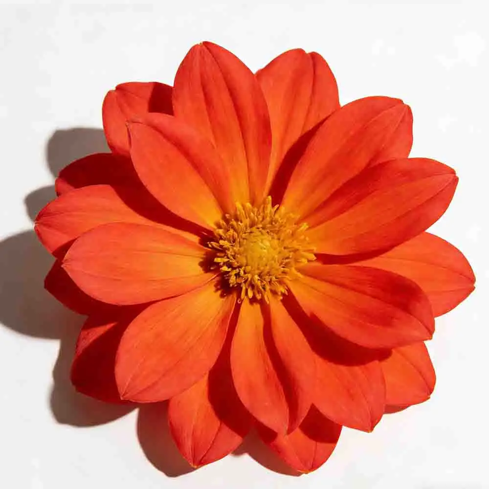 

GEPRC PRO 5000mW Long Range 4.9-5.8GHz 80CH VTX DIY FPV Quadcopter Freestyle MATEN 5.8G 5W VTX RC Accessories