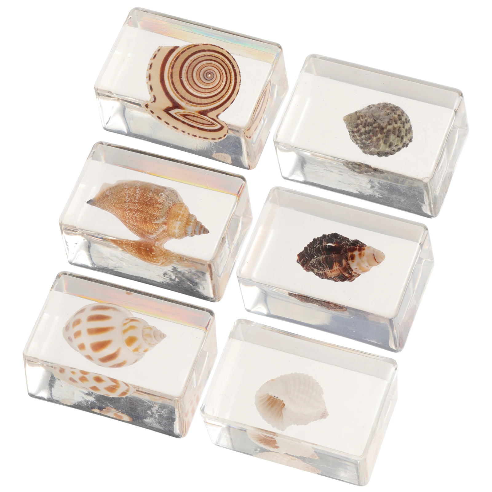 

6 Pcs Marine Biological Specimens Unique Shell Ornaments Multi-function Resin Decor Shape Crafts Ornamental Touch