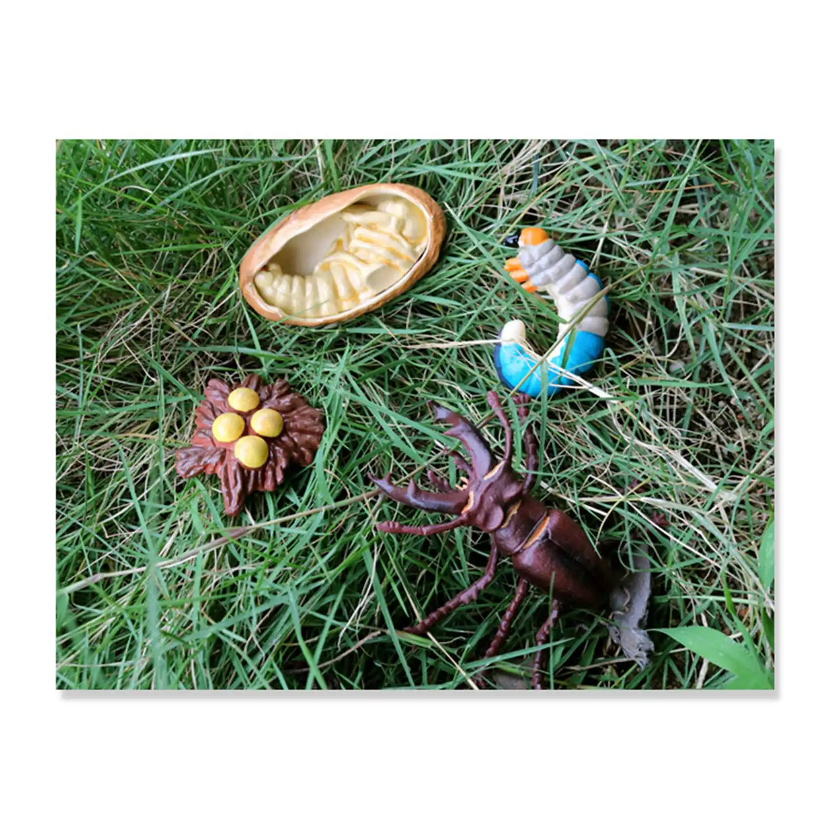 Stag Beetle Animal Life Cycle,Animals Growth Cycle Life Cycle Model,Insect Growth Cycle Model Educational Kids Toys G