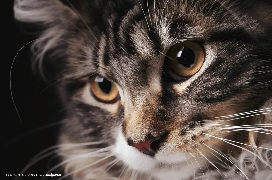 

GEPRC Fettec G4 Alpha GF50A FPV Stack - G473 Flight Controller + FETTEC S2M Dshot2400 4IN1 ESC for FPV Freestyle Drone RC