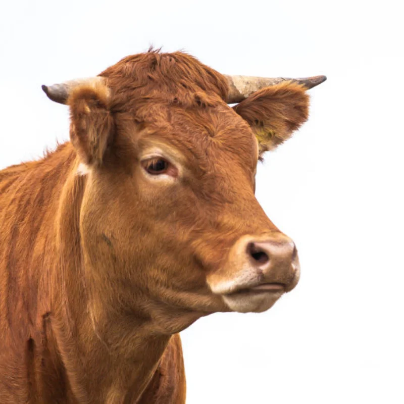 

RGT 1/10 Wrangler JK четырехдверный корпус для печати ПК для EX86100 1:10 RC Crawler Axial SCX10 Redcat 313 мм Wheelbase P86100