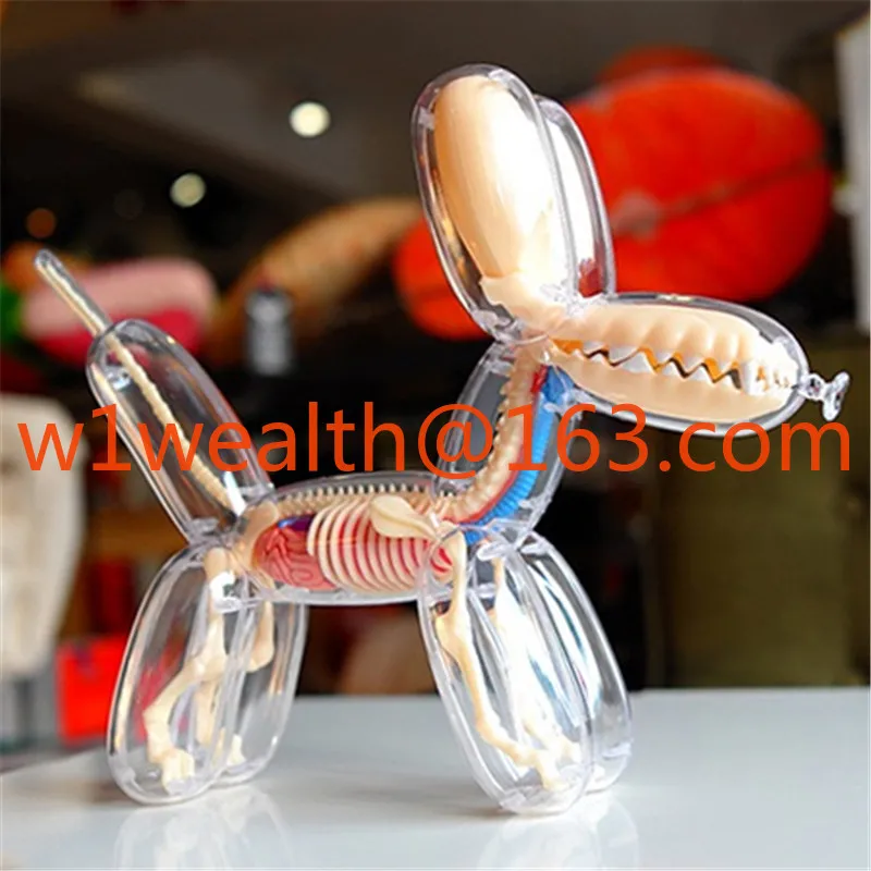 4D big balloon dog perspective bone internal organs anatomical organ model puzzle assembly