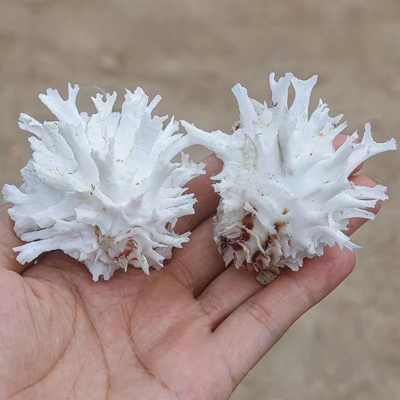 3pcs Mixed Clam Natural Shell Conch Chrysanthemum 6Cm Clam Specimen Snail Scallop Home Decoration Ornament Fish Tank Landscape
