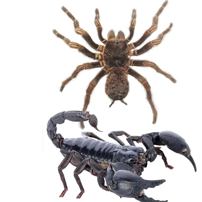 Espécimen de escorpión alienígena azul escarabajo Real, tarántula, insectos gigantes de la selva tropical, colección de escarabajo de vapor, fotografía, decoración del hogar