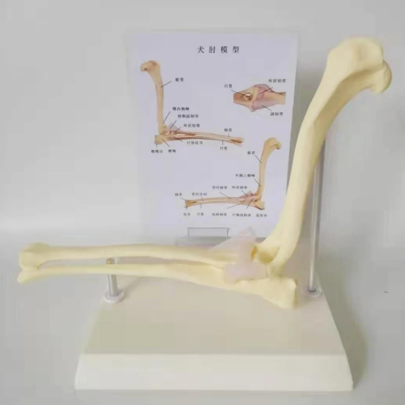 مكتب بيطري أداة تعليمية تشريحية الكلب الكوع المشترك نموذج تشريح جسم الحيوان نسخة طبق الأصل من الكوع الكلب العادي