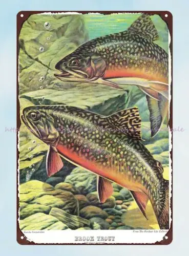 Garcia Catalog Fish Illustrations brook trout metal tin sign man cave art wall