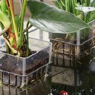 Transparent Aquarium Plant Holder Hangable Pot Fish Tank Planter For Fish Tank Hydroponic System aquarium plant holder
