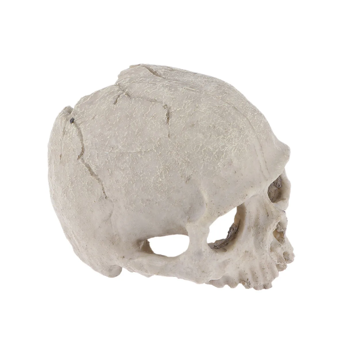 

Resin Skull Fish Tank Aquarium Habitat Prop Durable Nature Simulated Living Skull Decor Fish Tank Props Aquarium Habitat