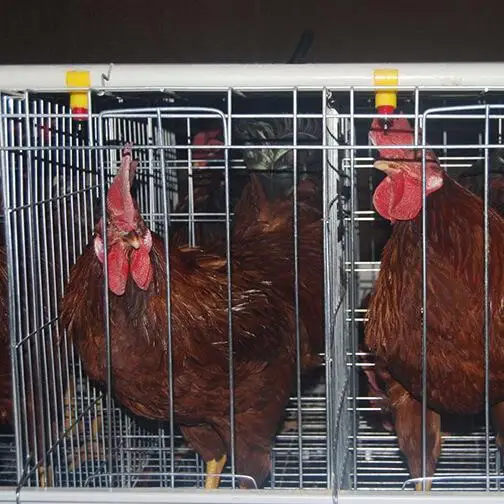Egg Layer Cage System a Type Manual Poultry Cage Equipment 96 Birds Hot Dip Galvanized 3 Tier Small Scale Farm Startup Solution