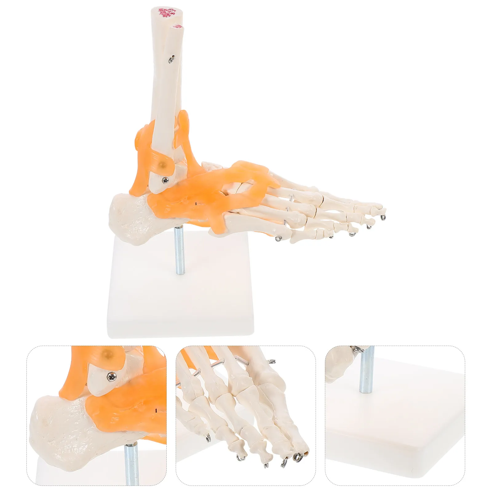 1Pcs Foot Joint Anatomically Correct Base Educational Teaching Scientific Tool Human Foot Ligaments Study