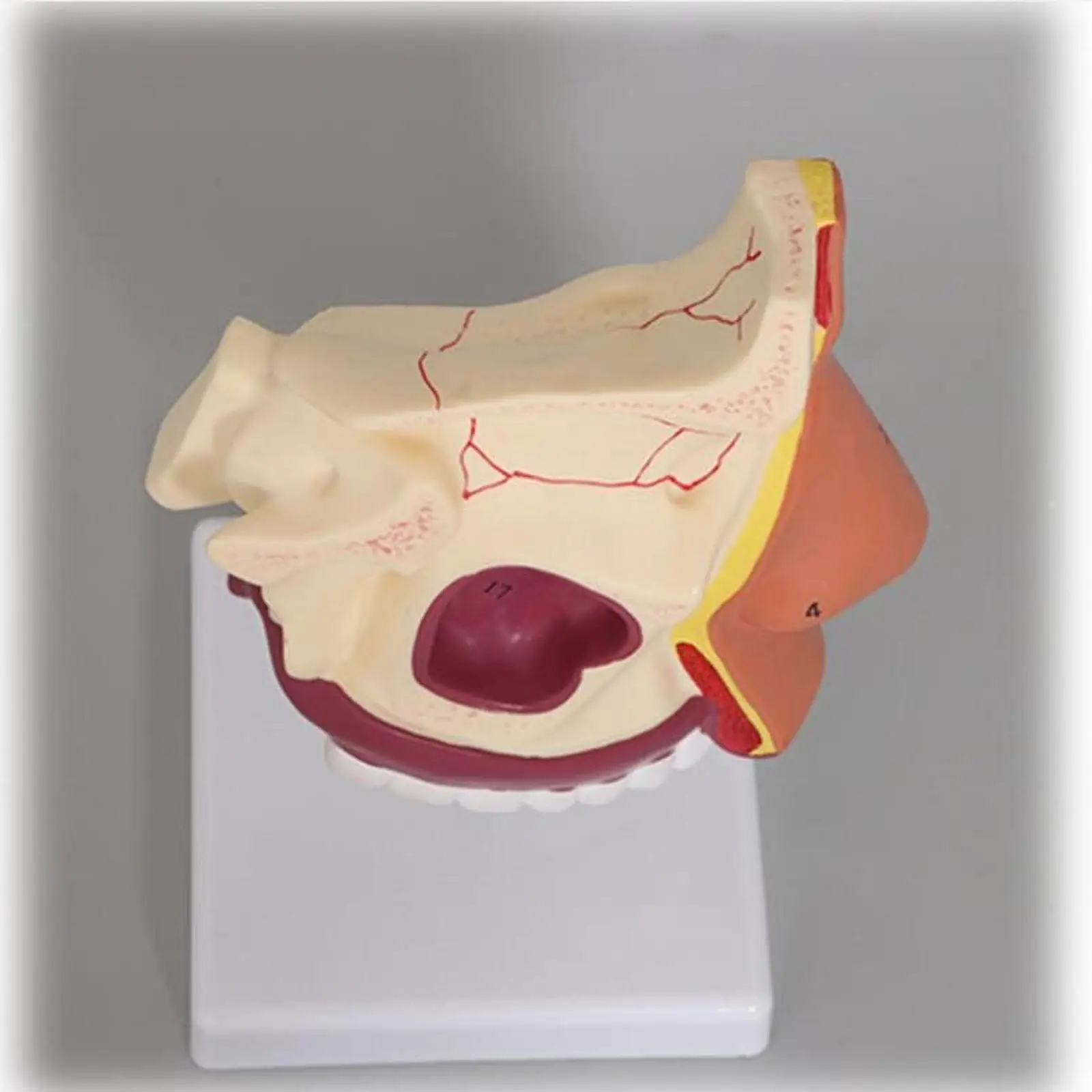 Human Nasal Cavity Demonstration Model Realistic Human Throat Model Presentation Tools Organ Structural Model Teaching