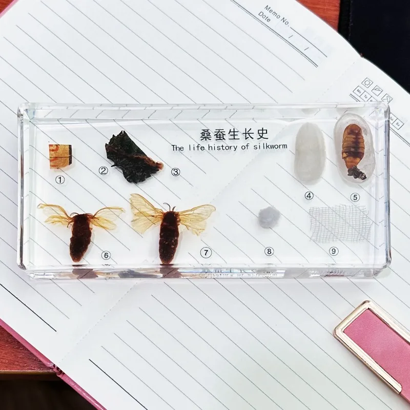 Life Growth History of Butterfly Bee Silkworm Fly Frog Real Insect Development Process Specimen Biological Entomology Teaching