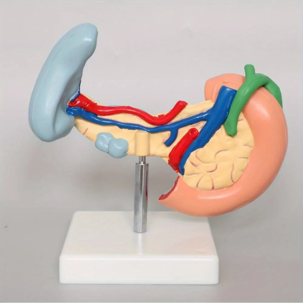 Medical Anatomy Life Size Anatomical Pancrea model Human Pancreas Model Duodenum Spleen Pathological Learning