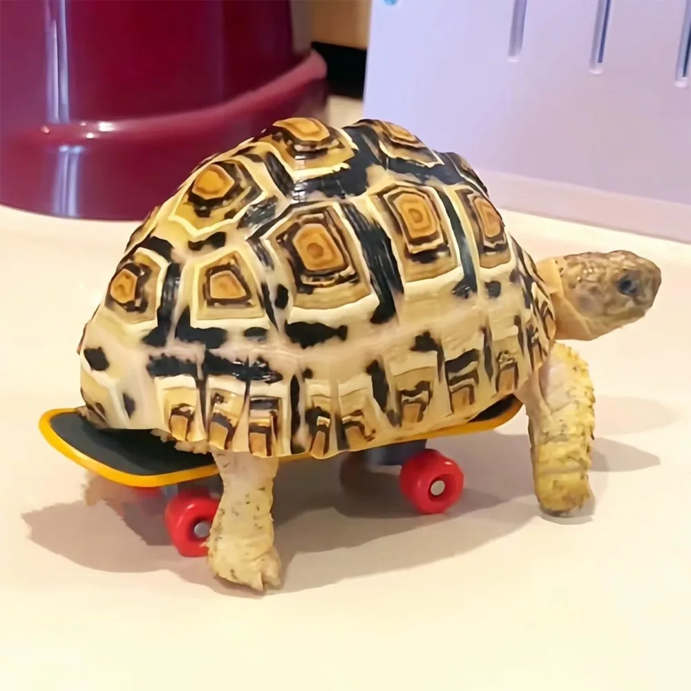 

Natural Turtles Small Skateboard Puzzle with 2 Feeding Ball Tortoise Finger Skate Board Interactive Fruit Vegetable Holder