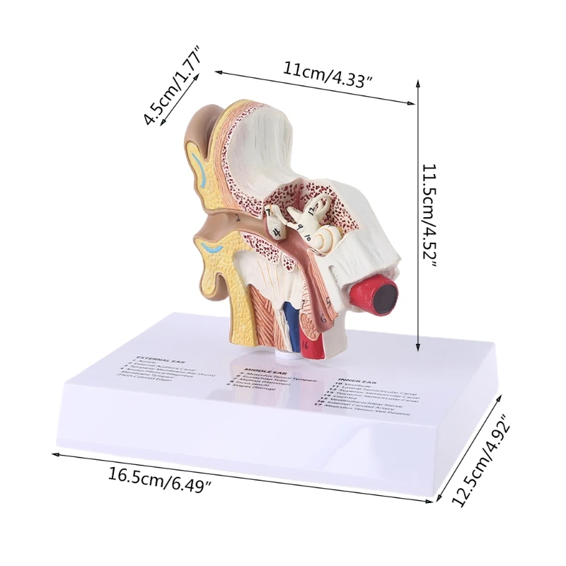 1.5 Times Life Size Human Ear Model Scientific Anatomy Teaching Supplies Anatomical Study Display Professional School Resource T