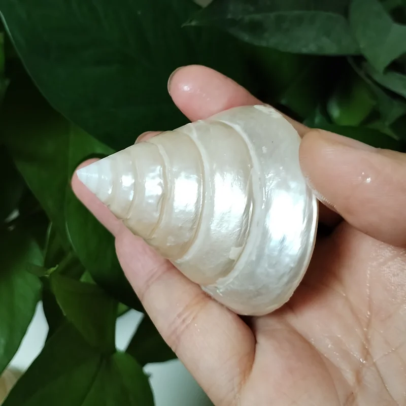 2 PCS Natural White Pearl Tower Snail Fluorescent Sea Shell Specimen Snail Hermit Crab Fish Tank Aquarium Decoration Kids Gifts